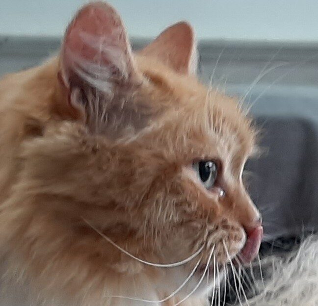 Main Coone Katze nach dem de shed Programm
